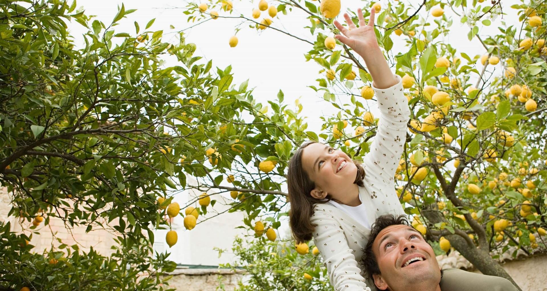 happy people under a lemon tree